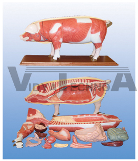 The dissection model of pig(18parts)